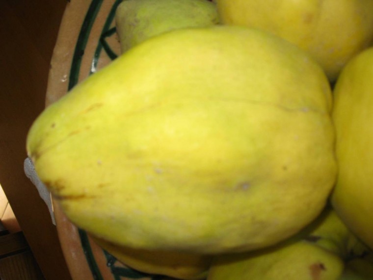 la peracotogna
